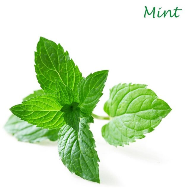 Mint Leaf