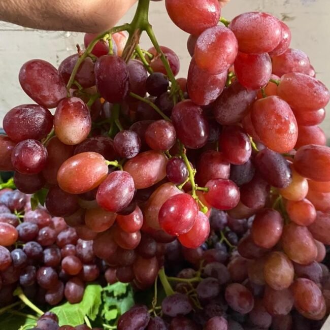 red-grapes-lebanon.jpeg
